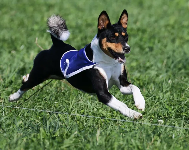 Bolt